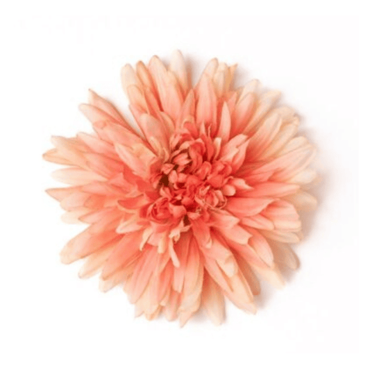 Chrysantheme lachs